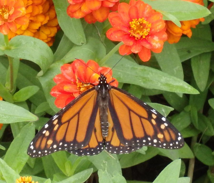 Monarch_Website_Rev._1