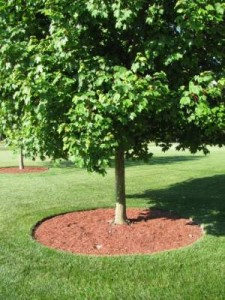 Proper-Mulching-Technique