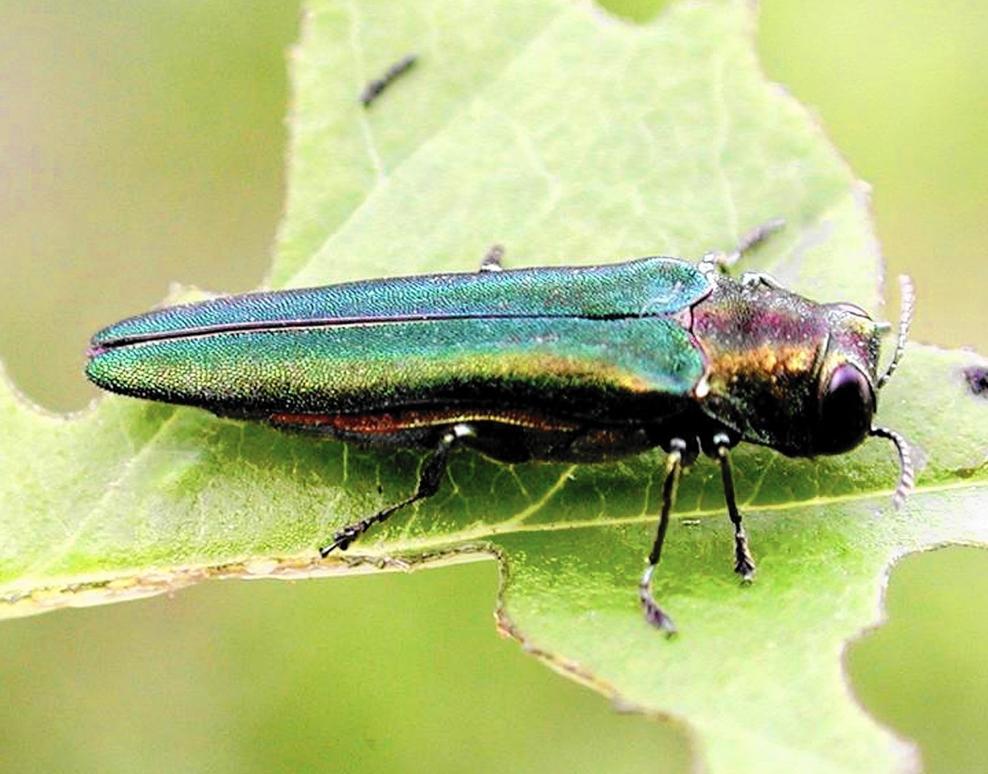 EAB bug pic