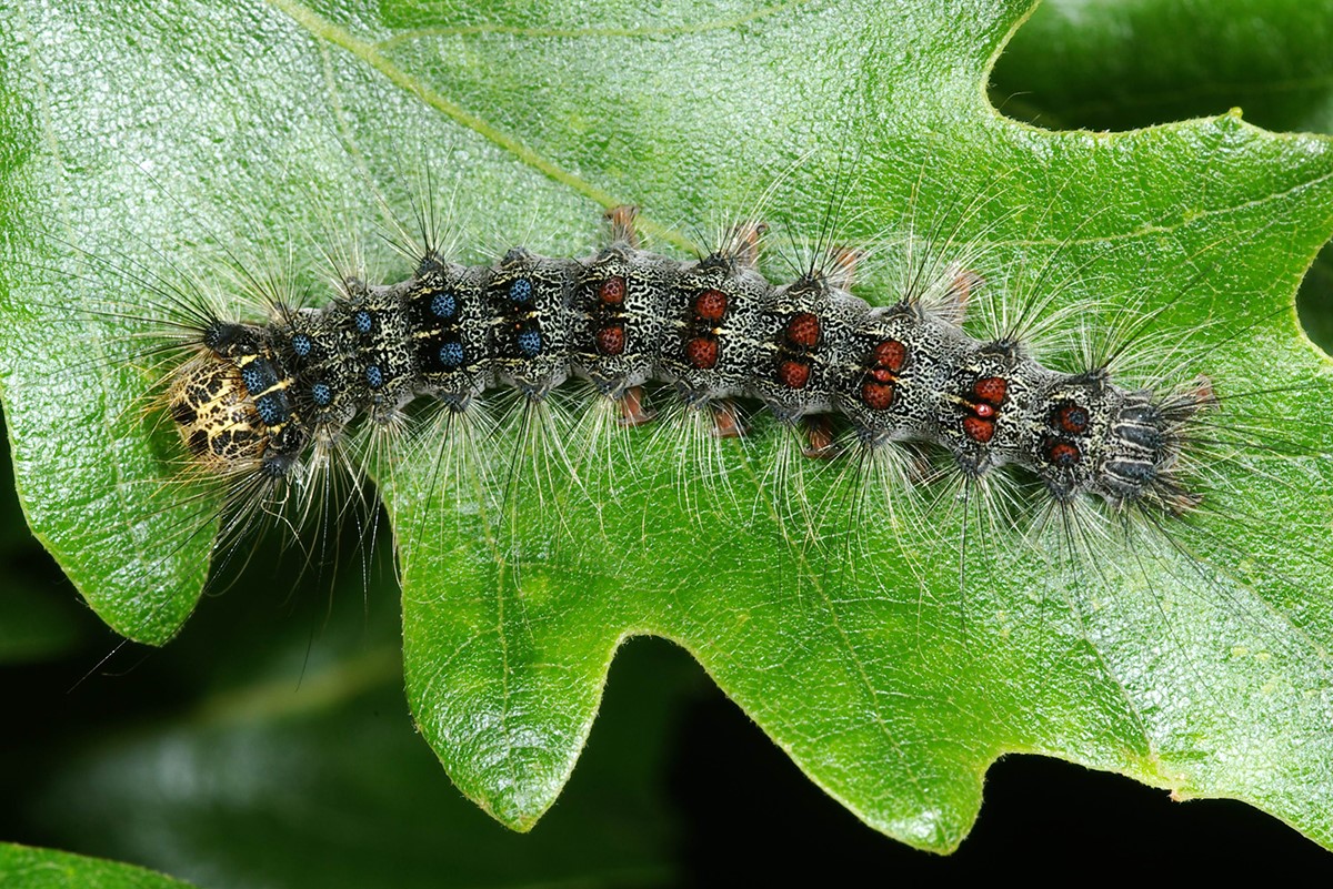 gypsy moth pic