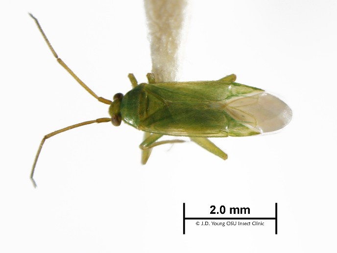 Honey Locust plant bug