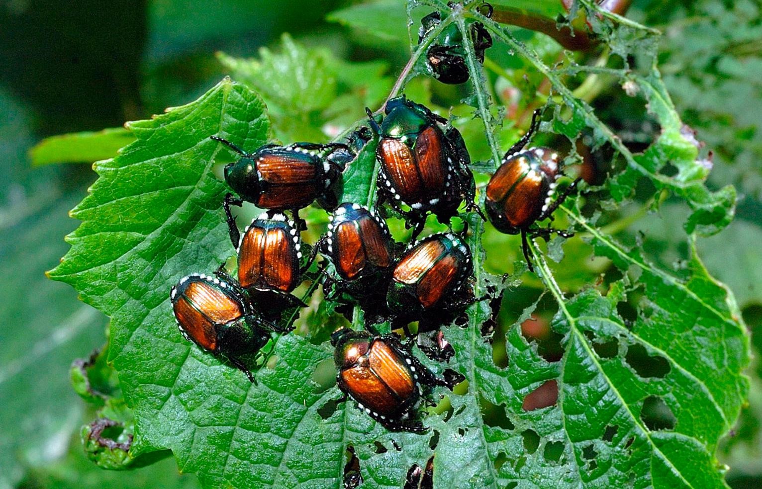 Japanese beetle bug