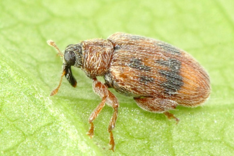 Elm flea weevil