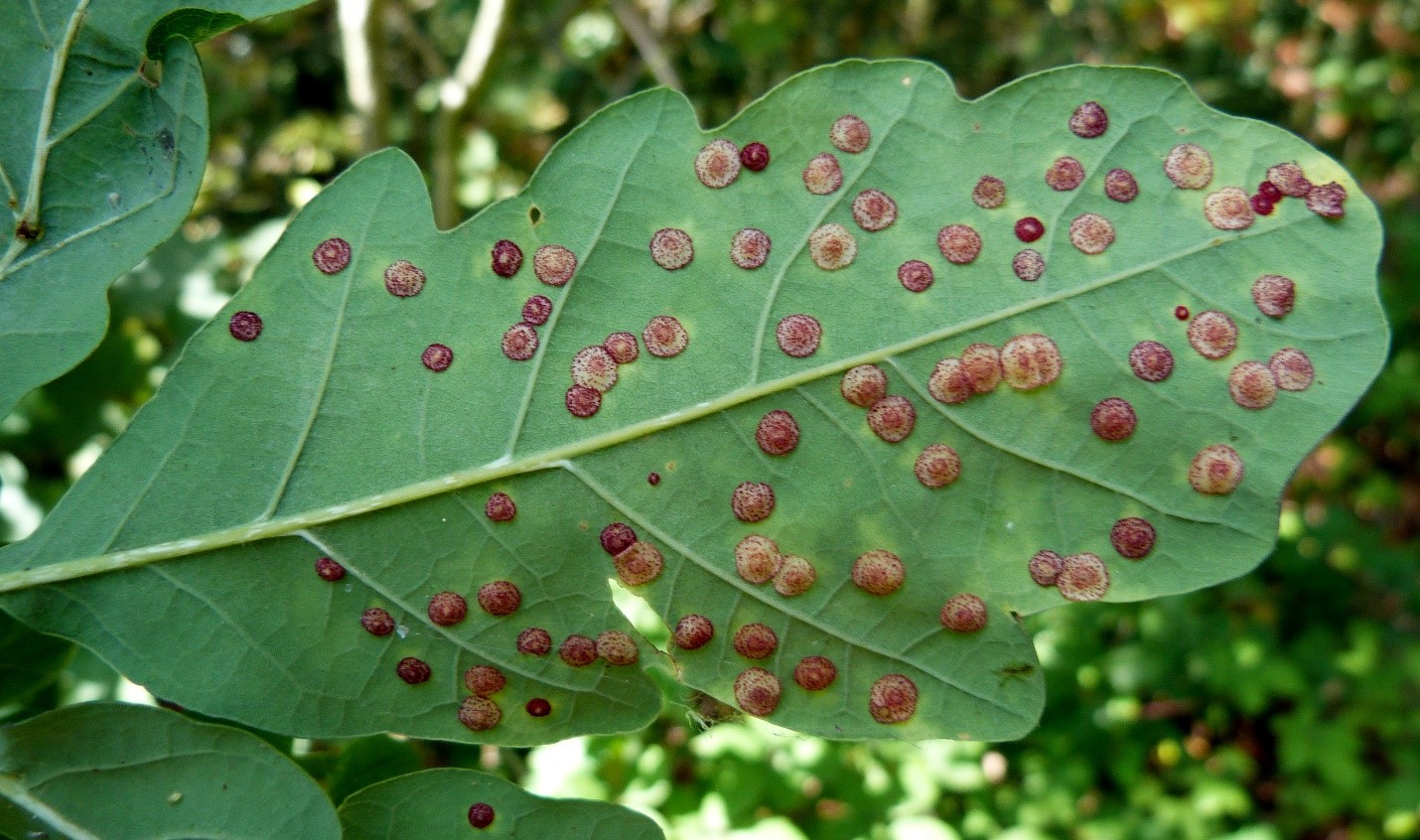 Plant galls