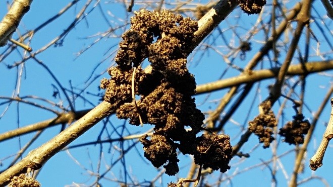 Ash flower gall