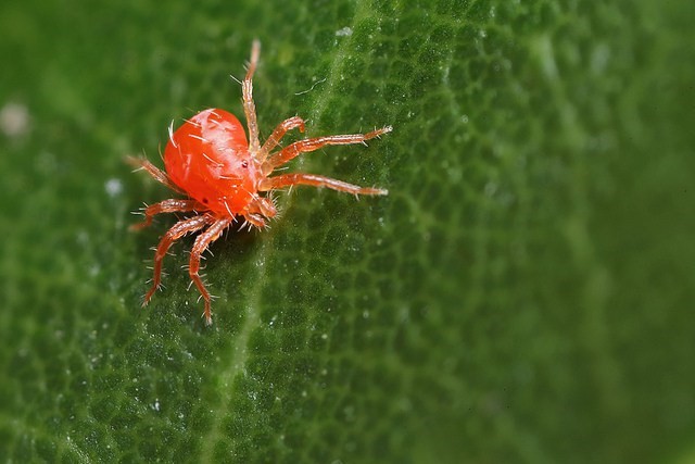 Mites