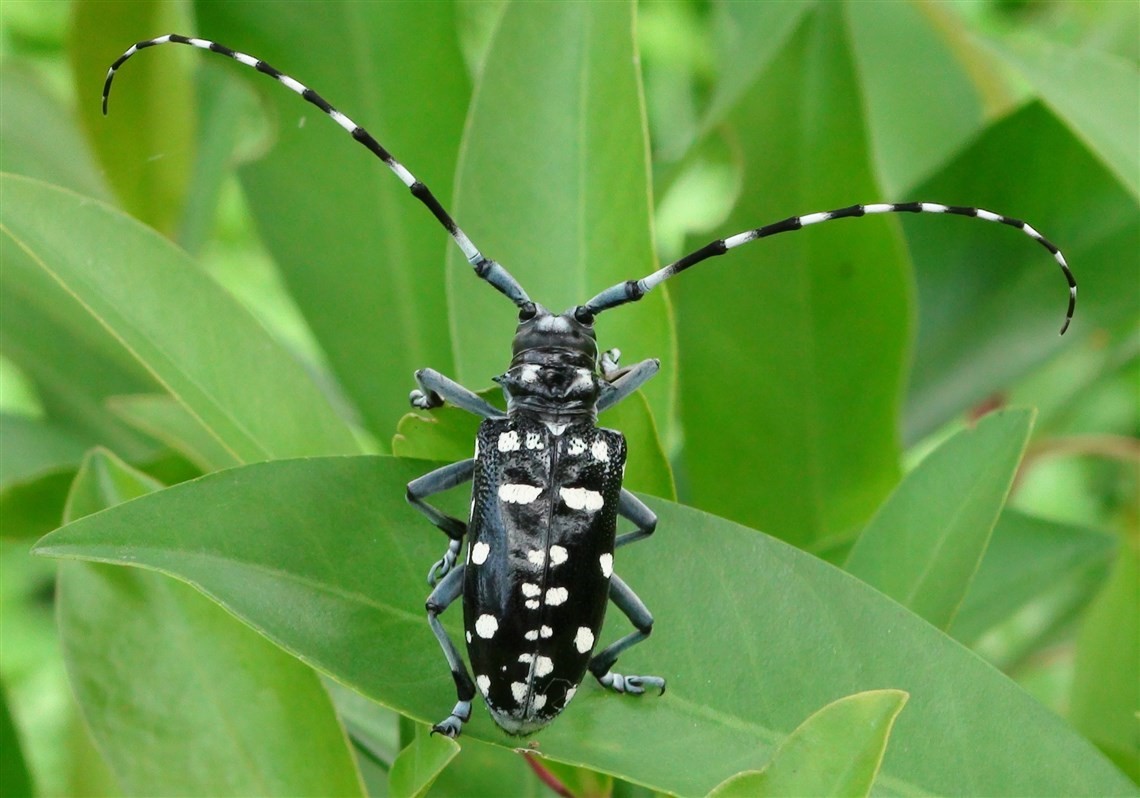 Asian longhorn beetle