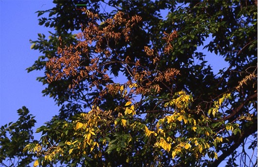 Dutch elm disease