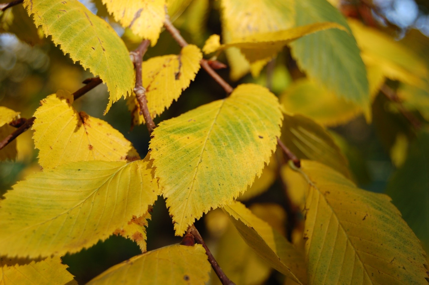 Elm yellows