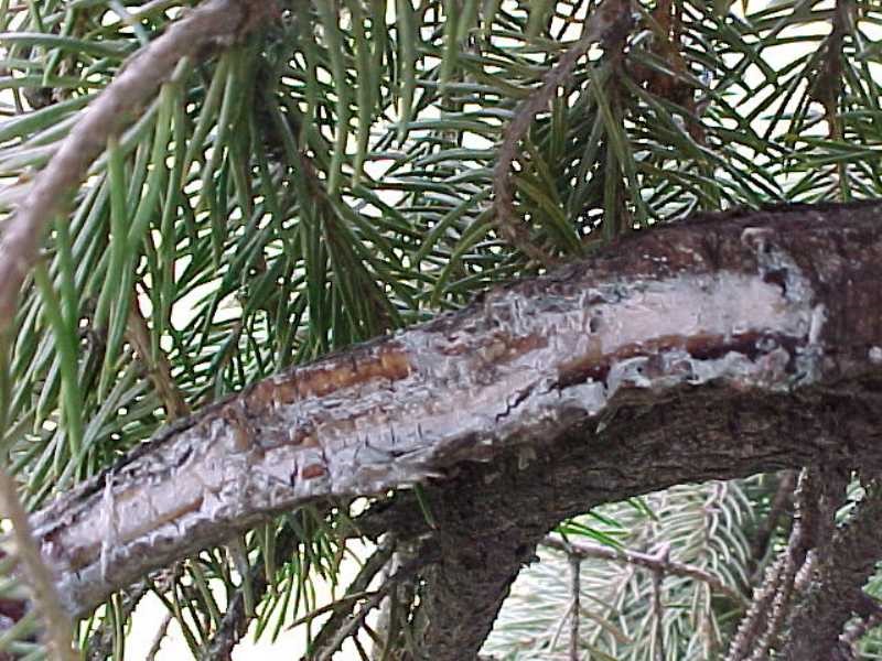 Cytospora canker