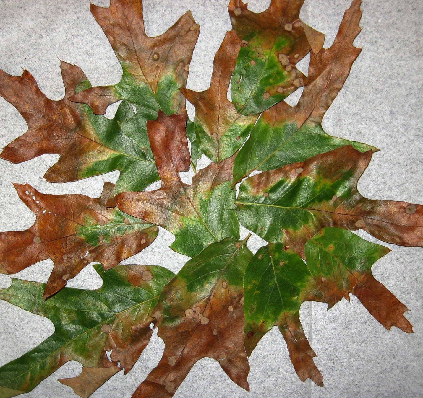 Bacterial leaf scorch