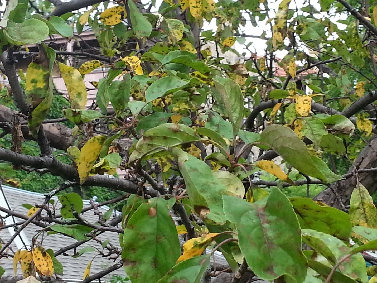 Apple scab