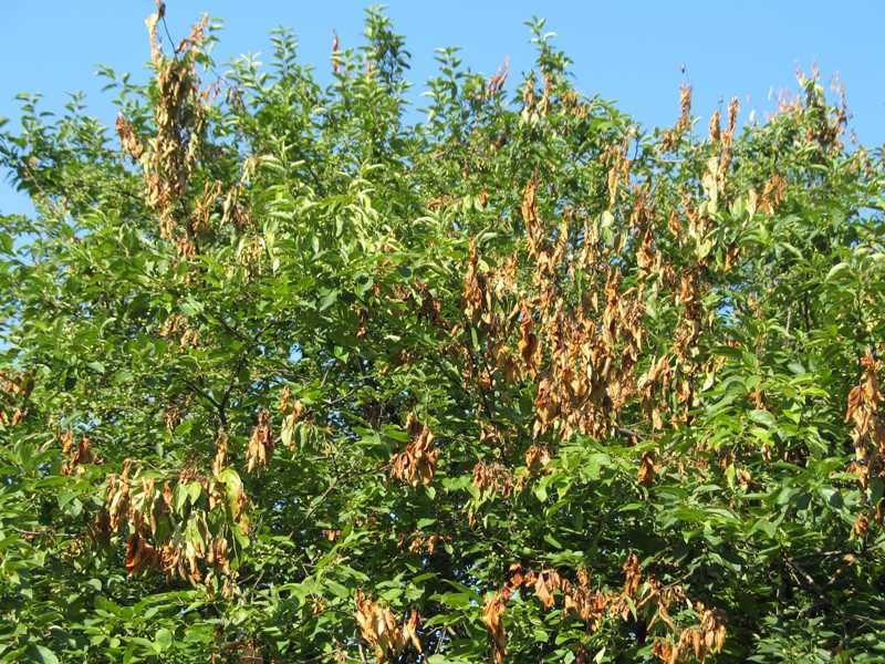 Fire blight
