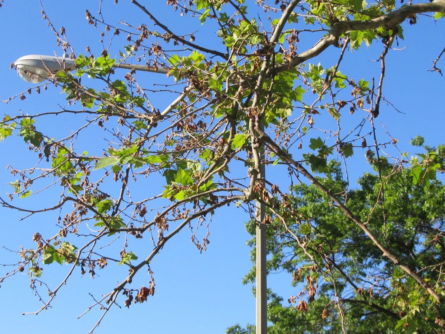 Anthracnose