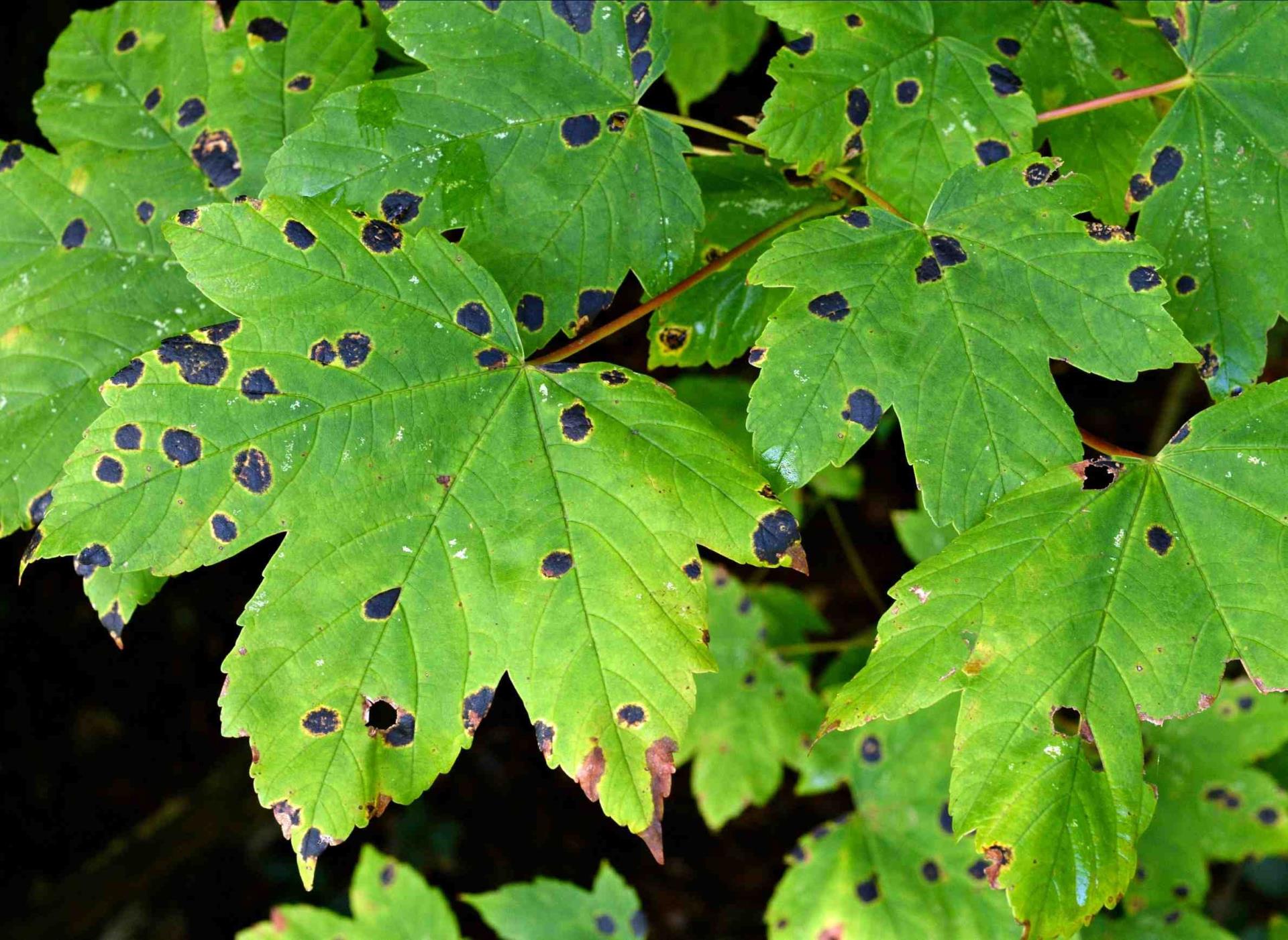 Tar spot