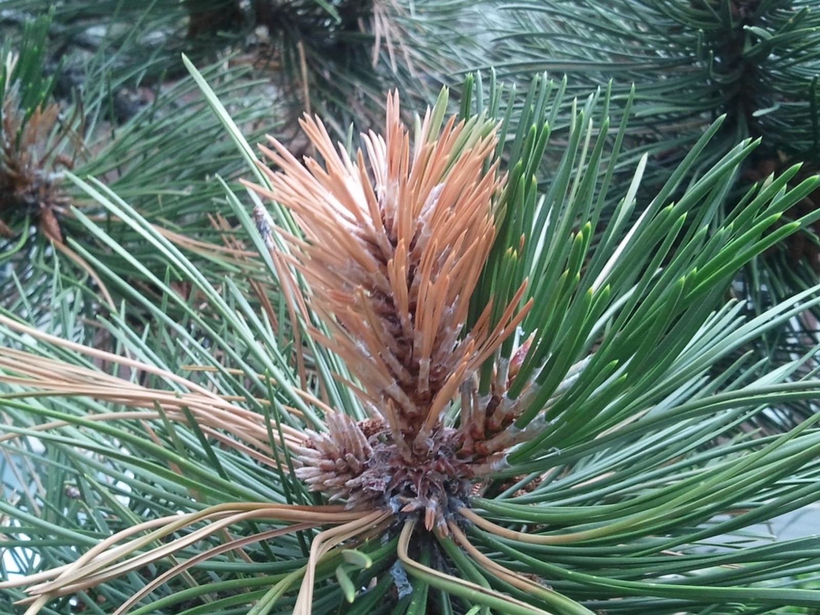 Diplodia tip blight