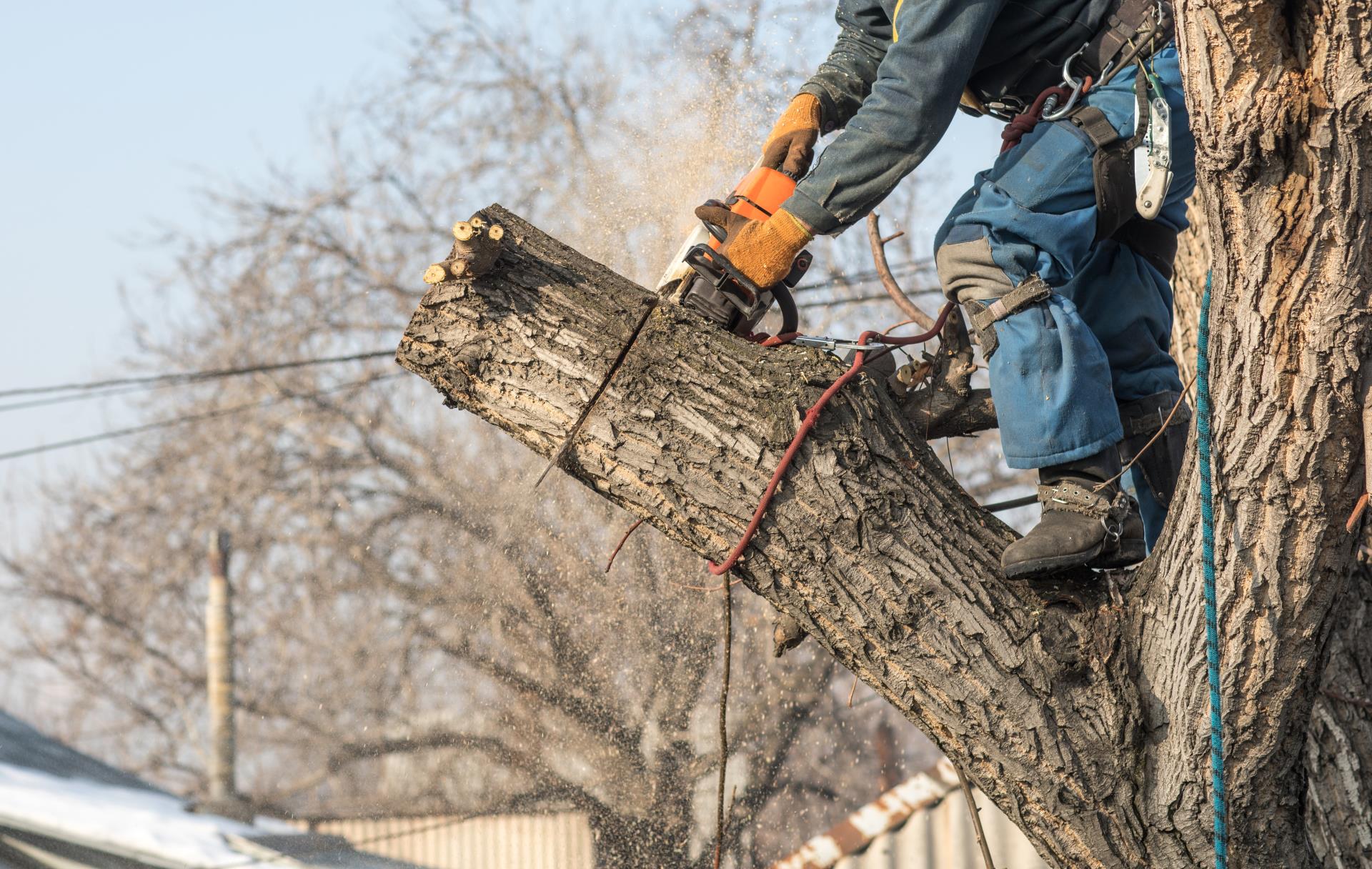 Arborist cutting tree pic