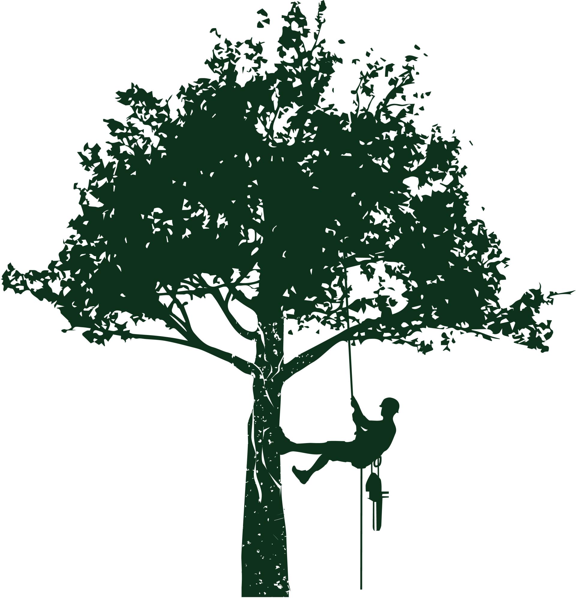 Arborist cutting tree pic 2