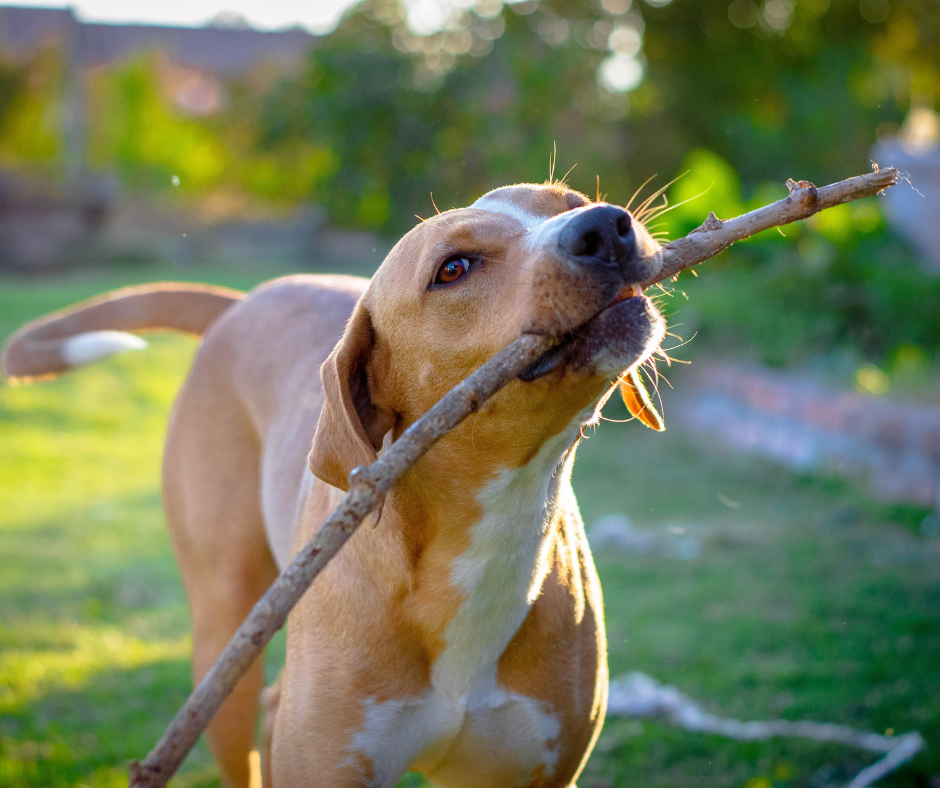 Dog Stick