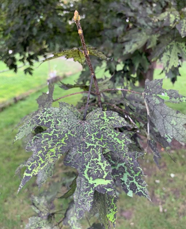 black soot on leaves