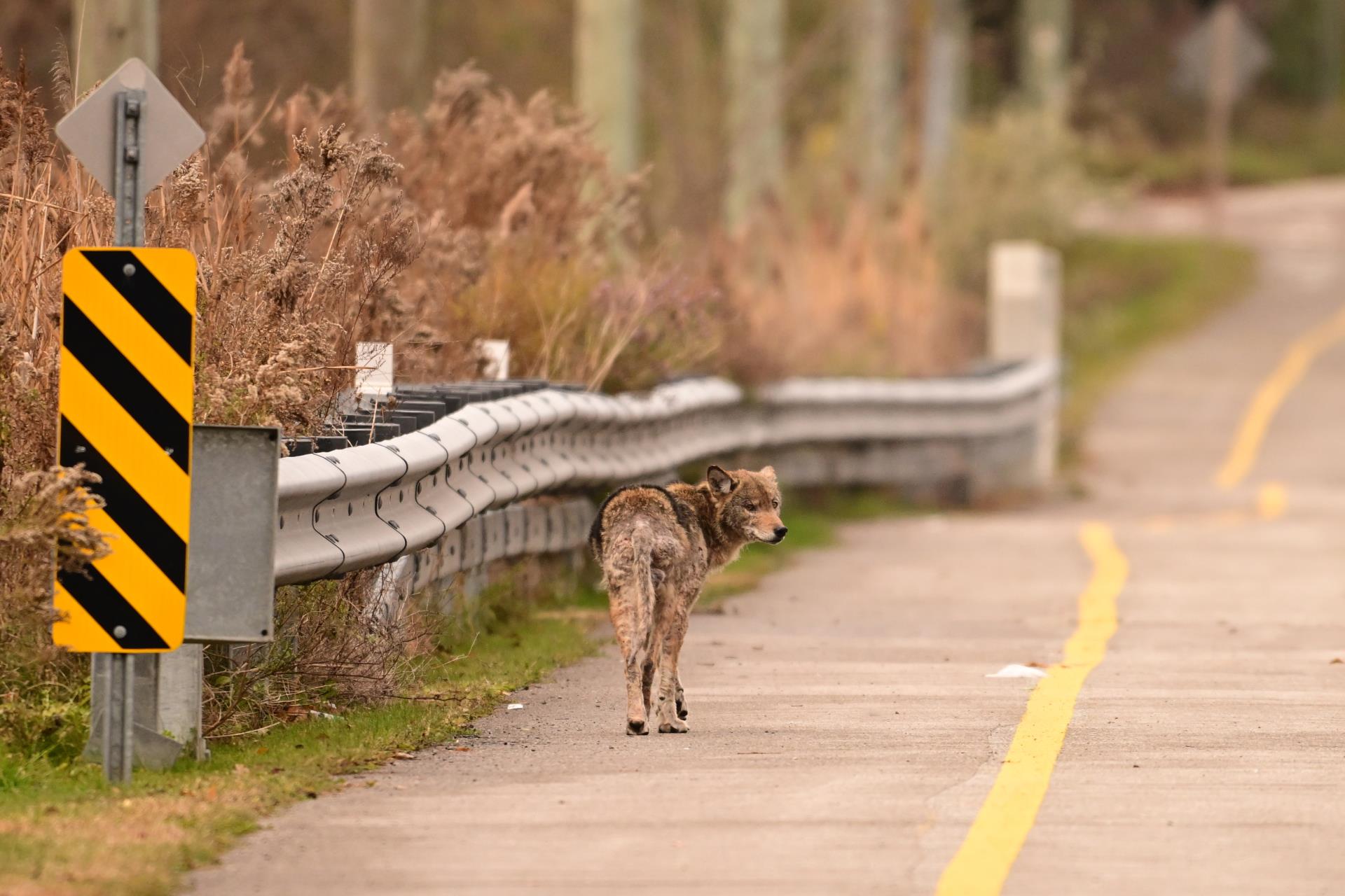 Coyote on Road